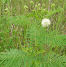 Desmanthus illinoensis  - 1 g | 150 seeds